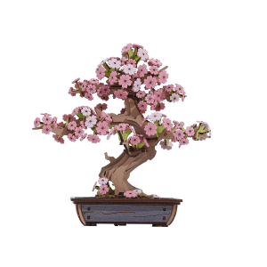 Sakura Bonsaï