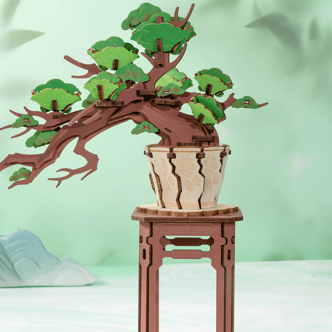 Evergreen Pine Bonsai – Image 4